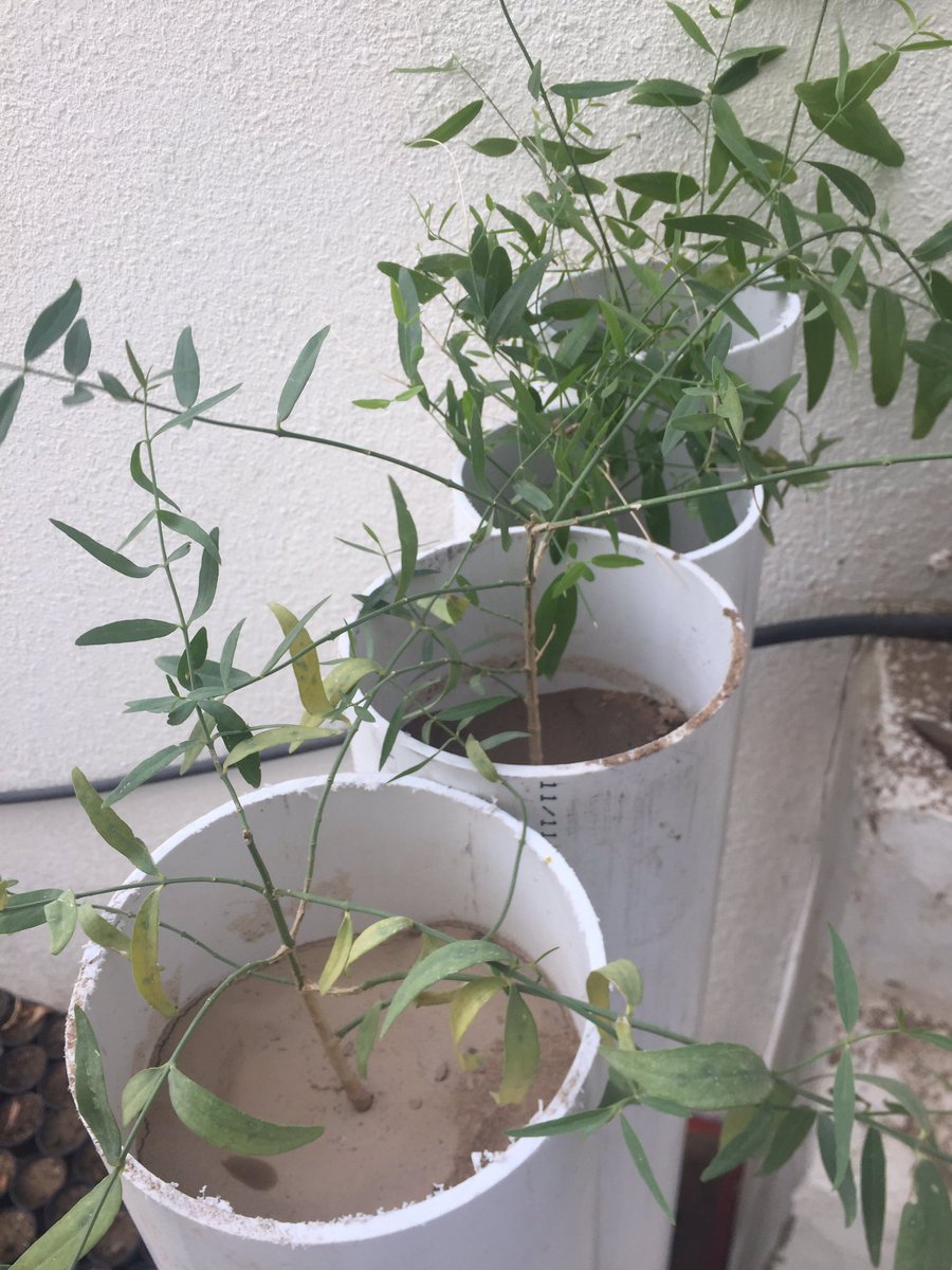 2 شتلة شجرة الأراك للزراعة في الحديقة أو في البلكونة في اصيص عميق - الصورة 13