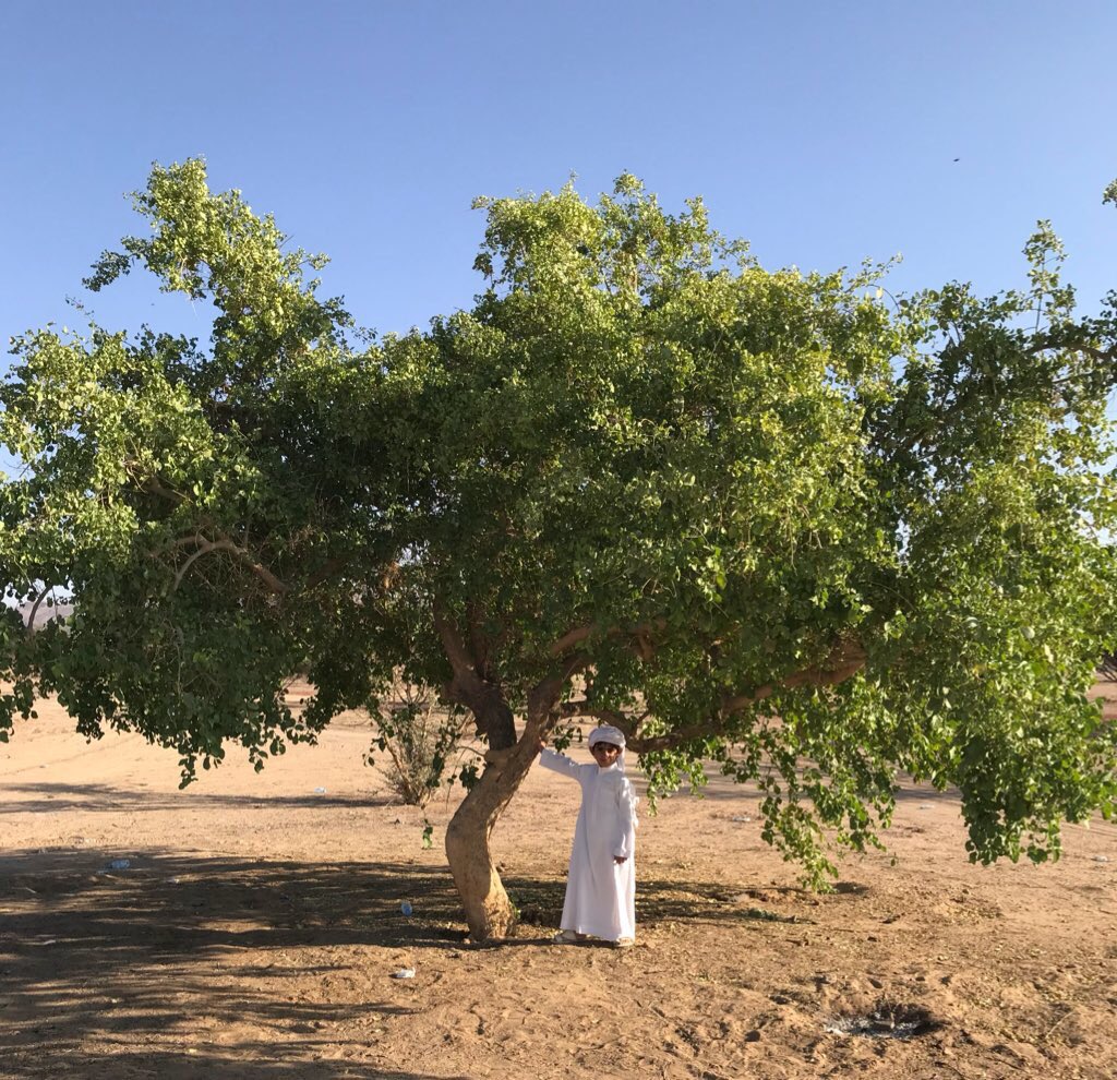 2 شتلة شجرة الأراك للزراعة في الحديقة أو في البلكونة في اصيص عميق - الصورة 8