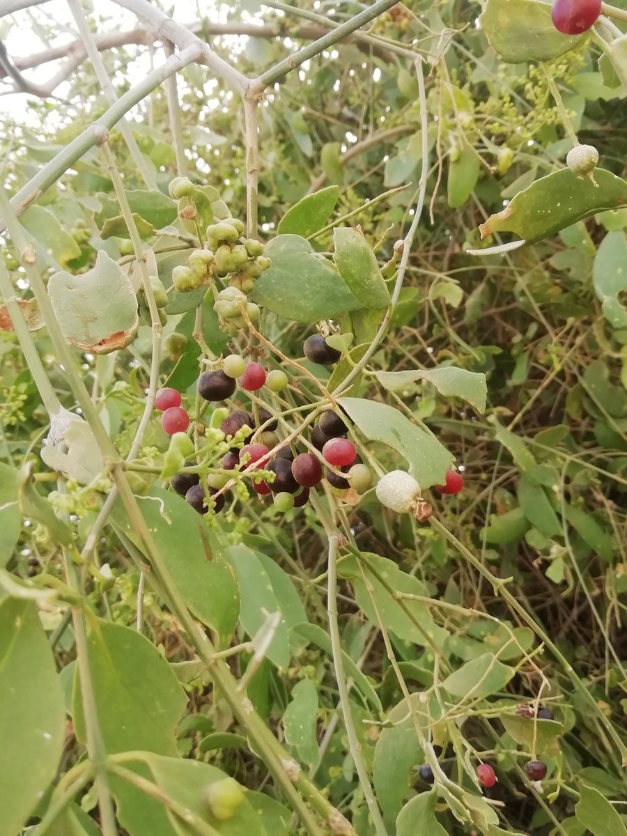 2 شتلة شجرة الأراك للزراعة في الحديقة أو في البلكونة في اصيص عميق - الصورة 9