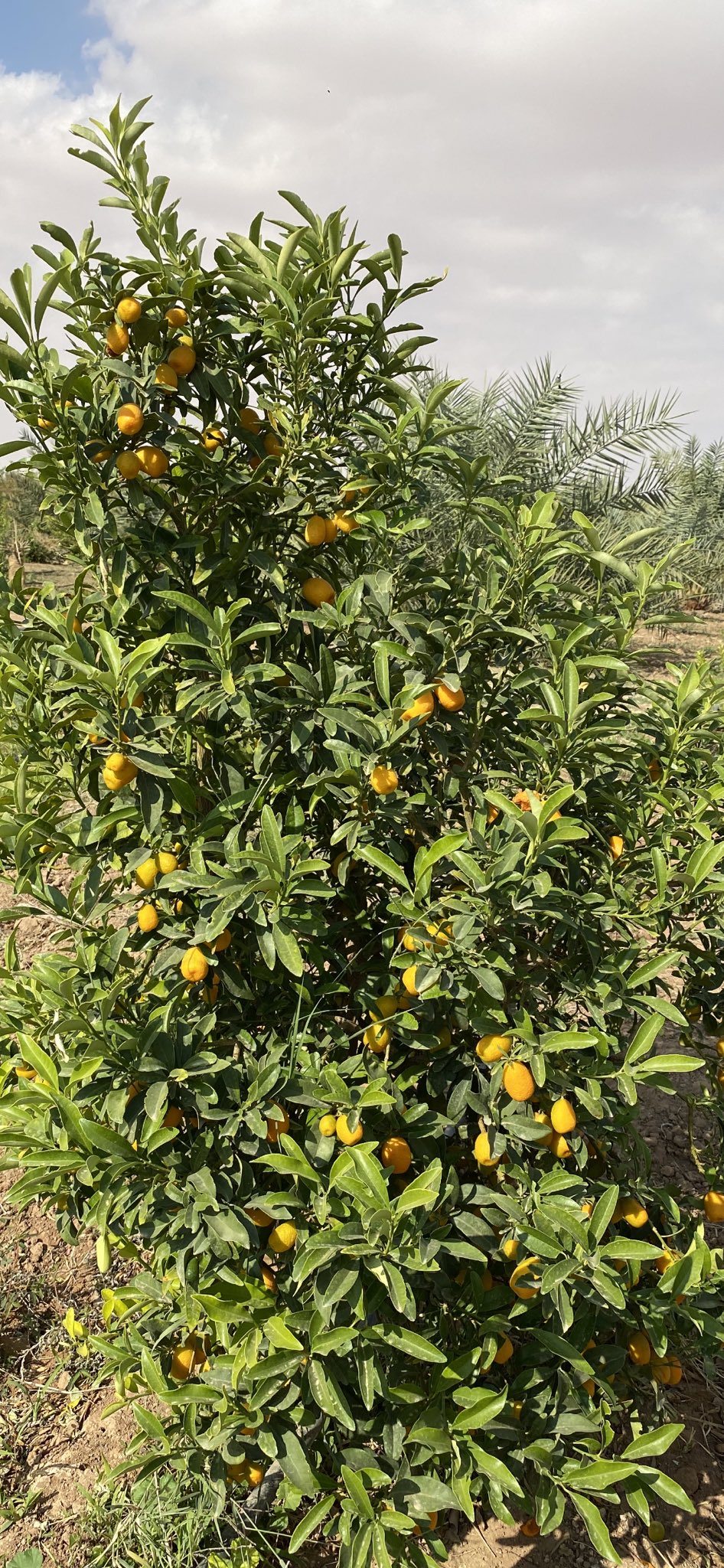 شجرة الكمكوات Kumquat عليها ثمار ، مقزمة للبلكونات والحدائق - الصورة 4