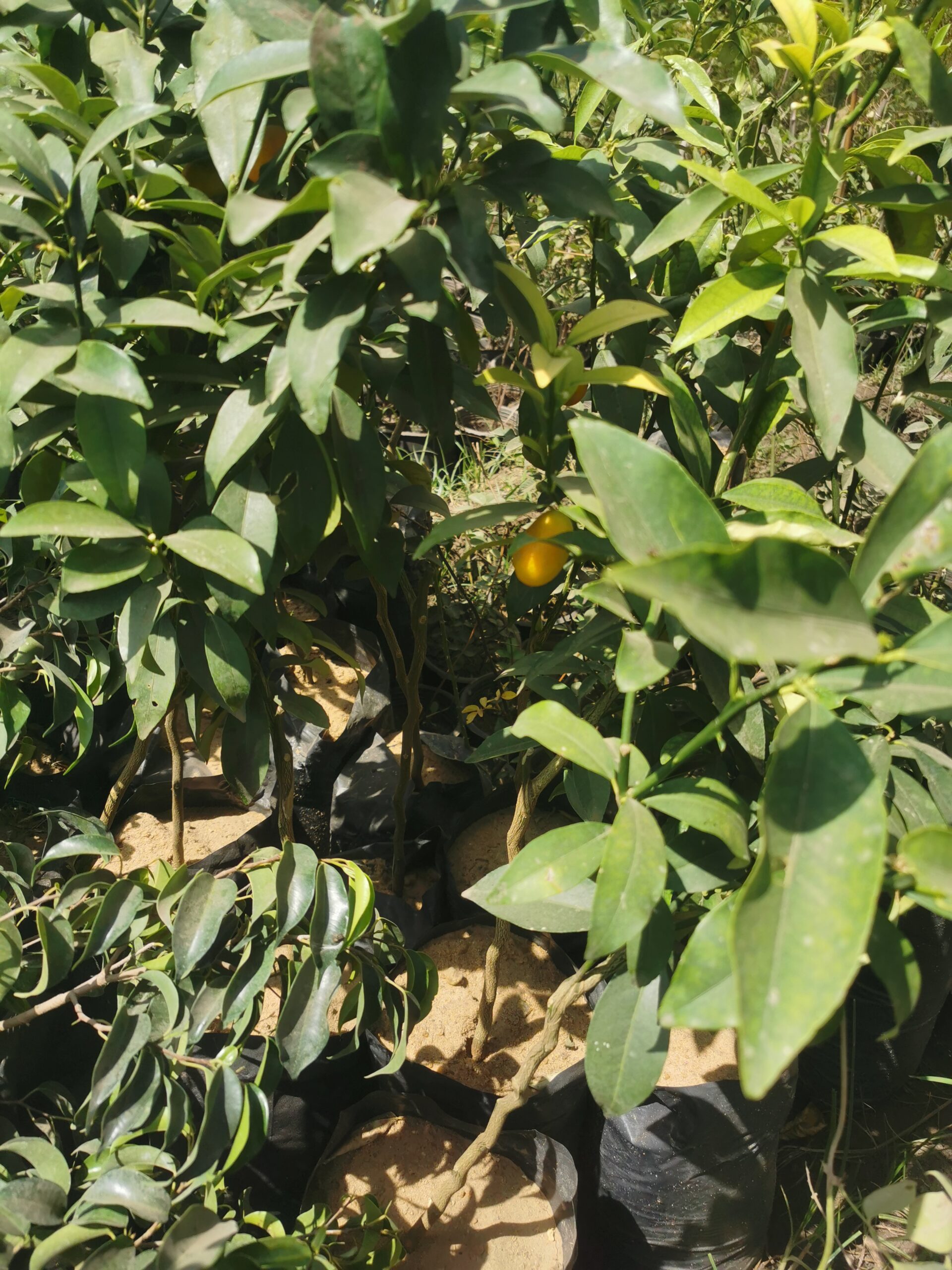 شجرة الكمكوات Kumquat عليها ثمار ، مقزمة للبلكونات والحدائق - الصورة 5