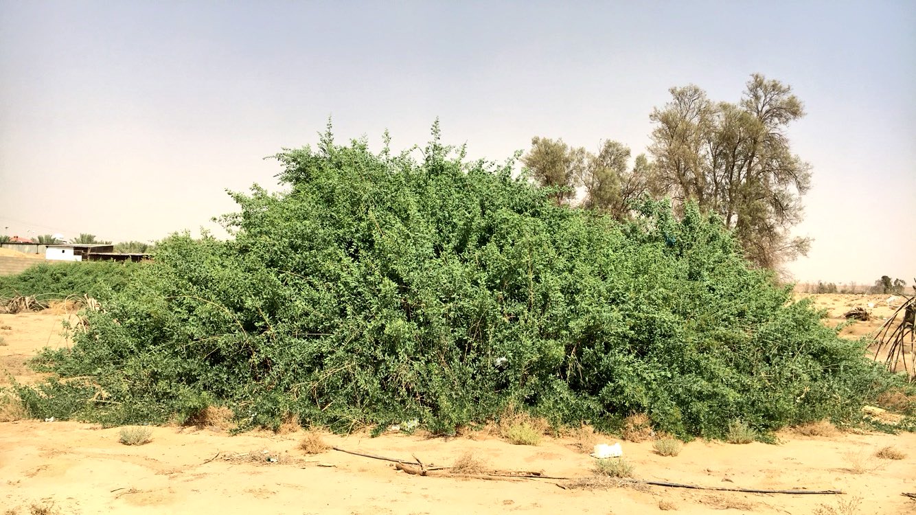 2 شتلة شجرة الأراك للزراعة في الحديقة أو في البلكونة في اصيص عميق - الصورة 3