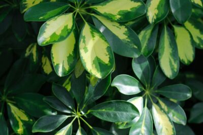 a close up of a plant with green leaves