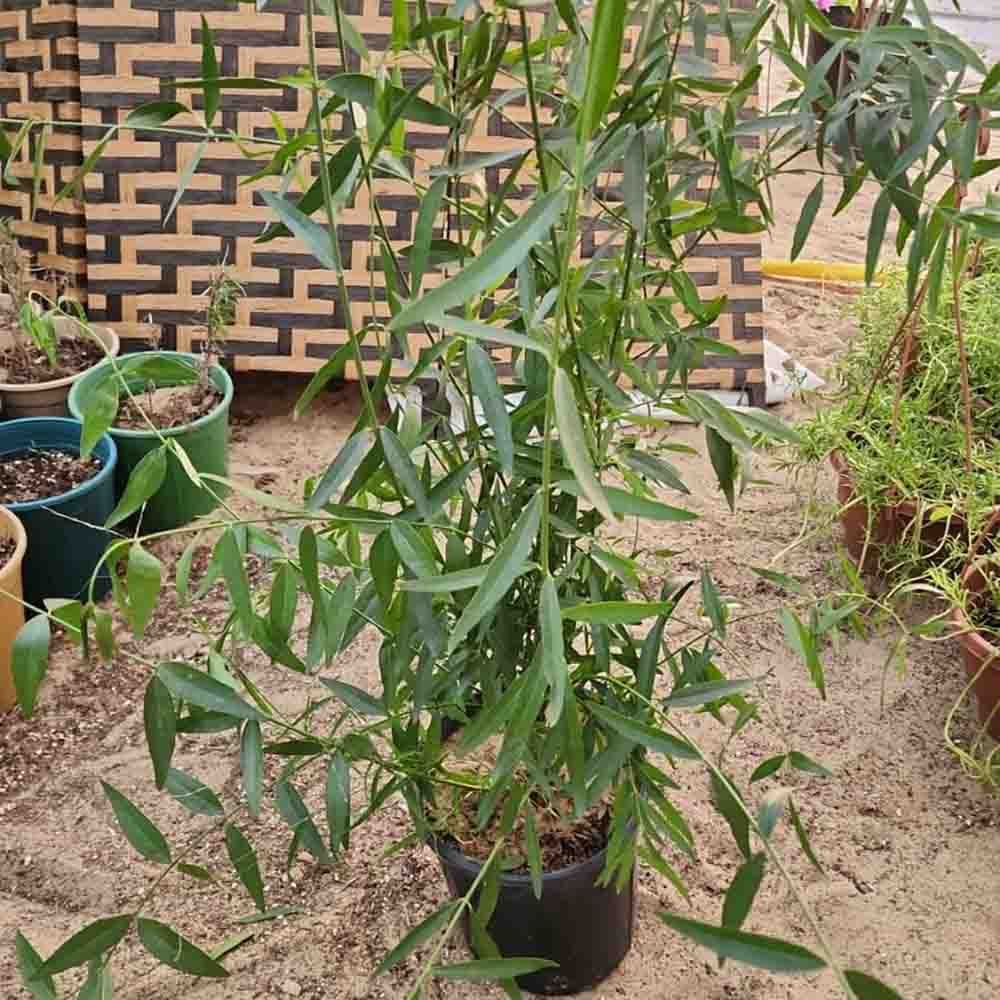 2 شتلة شجرة الأراك للزراعة في الحديقة أو في البلكونة في اصيص عميق - الصورة 11