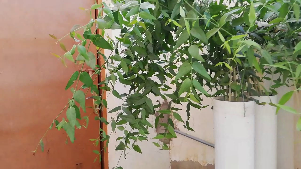 2 شتلة شجرة الأراك للزراعة في الحديقة أو في البلكونة في اصيص عميق - الصورة 12