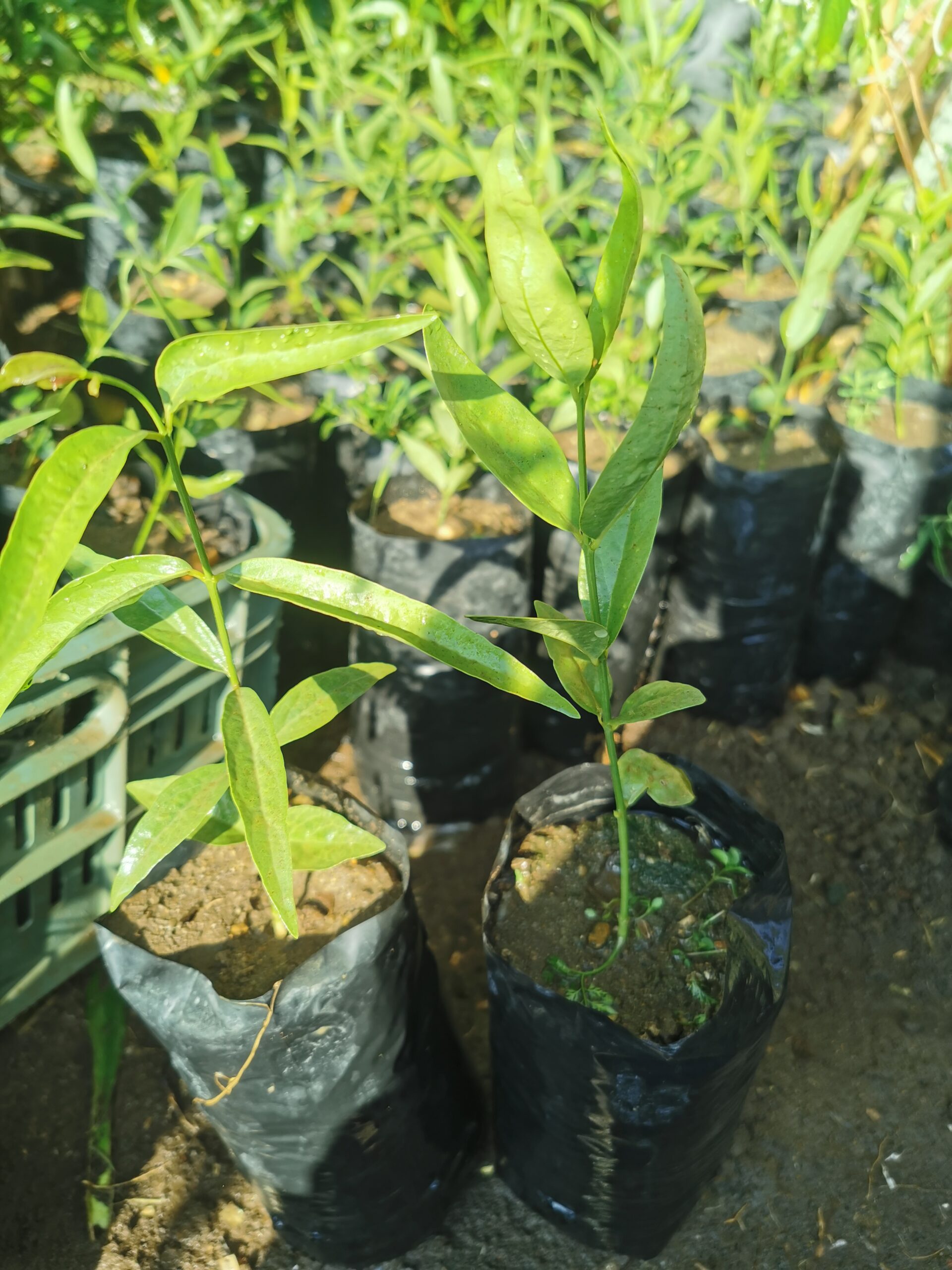 2 شتلة شجرة الأراك للزراعة في الحديقة أو في البلكونة في اصيص عميق