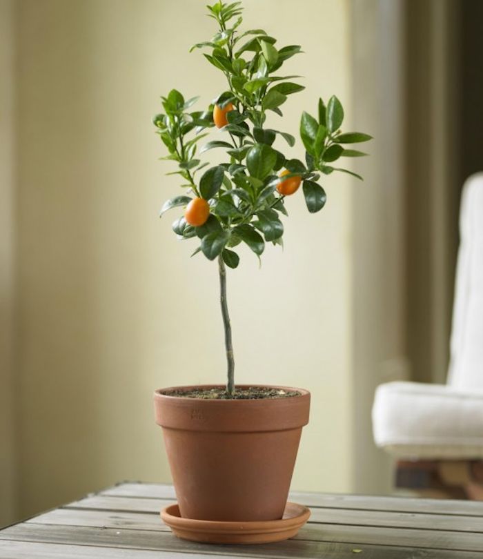 شجرة الكمكوات Kumquat عليها ثمار ، مقزمة للبلكونات والحدائق - الصورة 6
