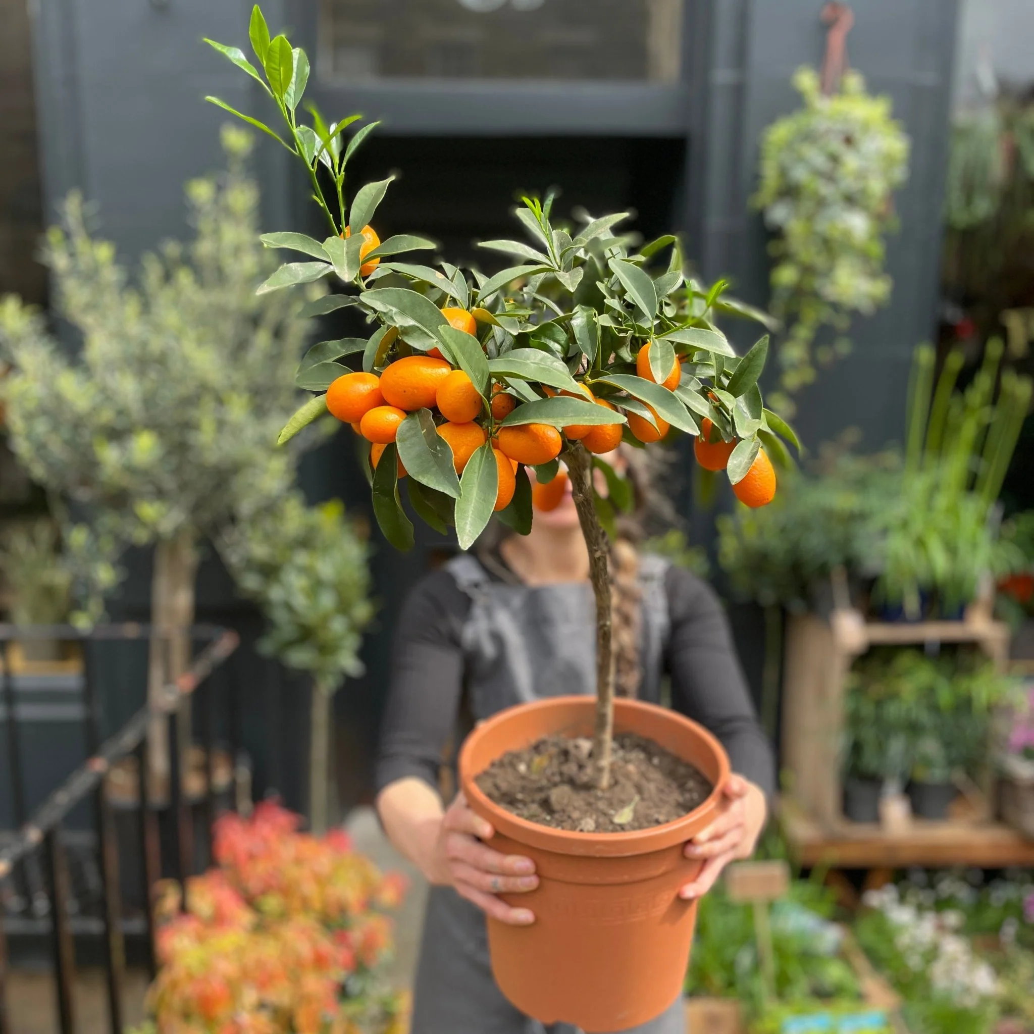 شجرة الكمكوات Kumquat عليها ثمار ، مقزمة للبلكونات والحدائق - الصورة 8