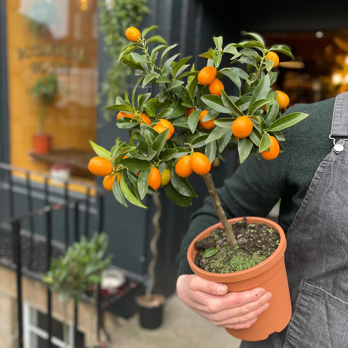 شجرة الكمكوات Kumquat عليها ثمار ، مقزمة للبلكونات والحدائق - الصورة 7