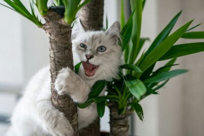 white and gray cat on brown tree branch