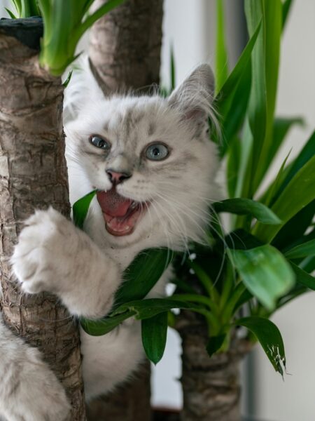 white and gray cat on brown tree branch