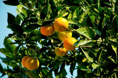 orange fruits on green leaves