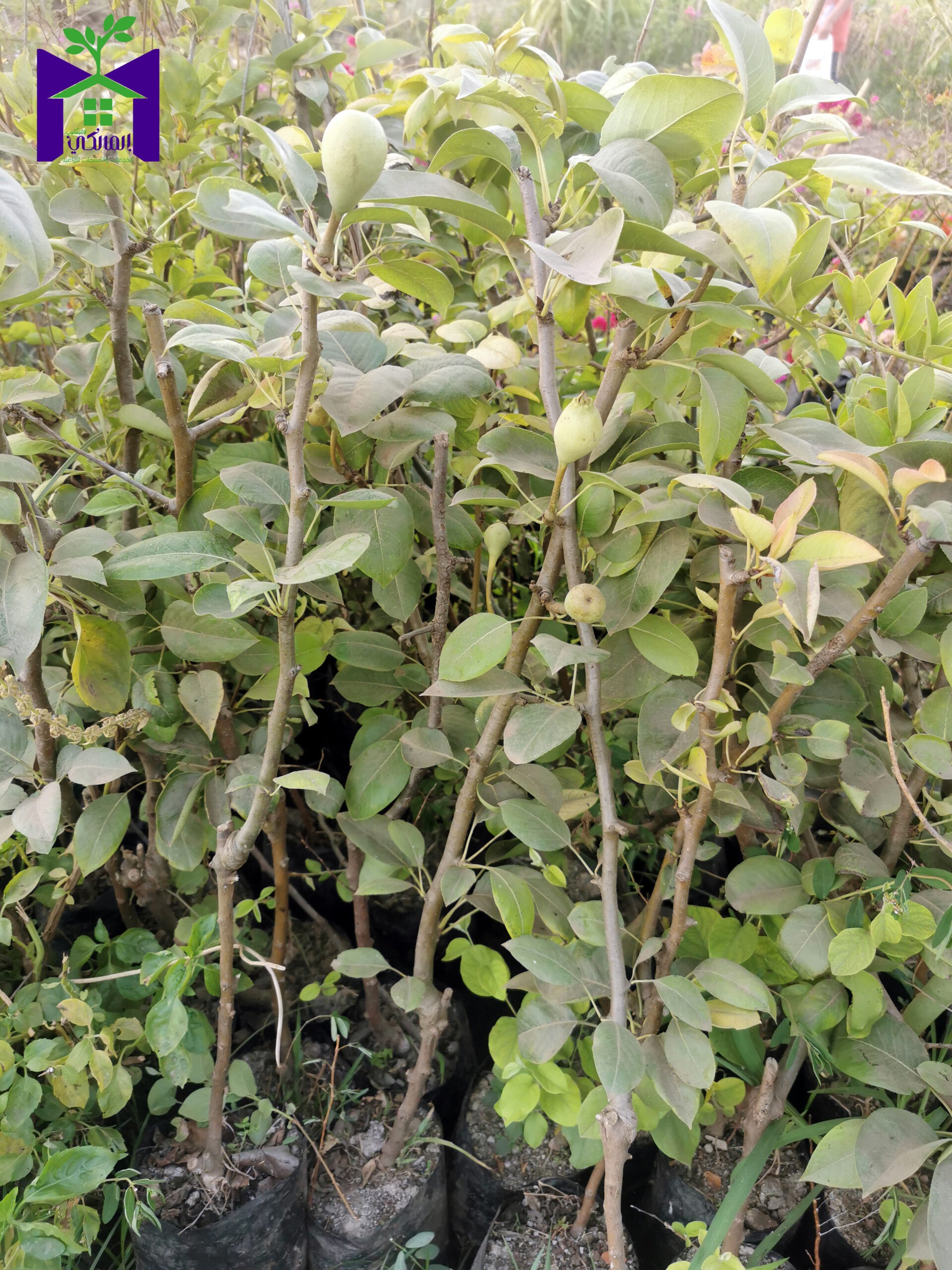 شتلات كمثرى مقزمة للبيع أون لاين