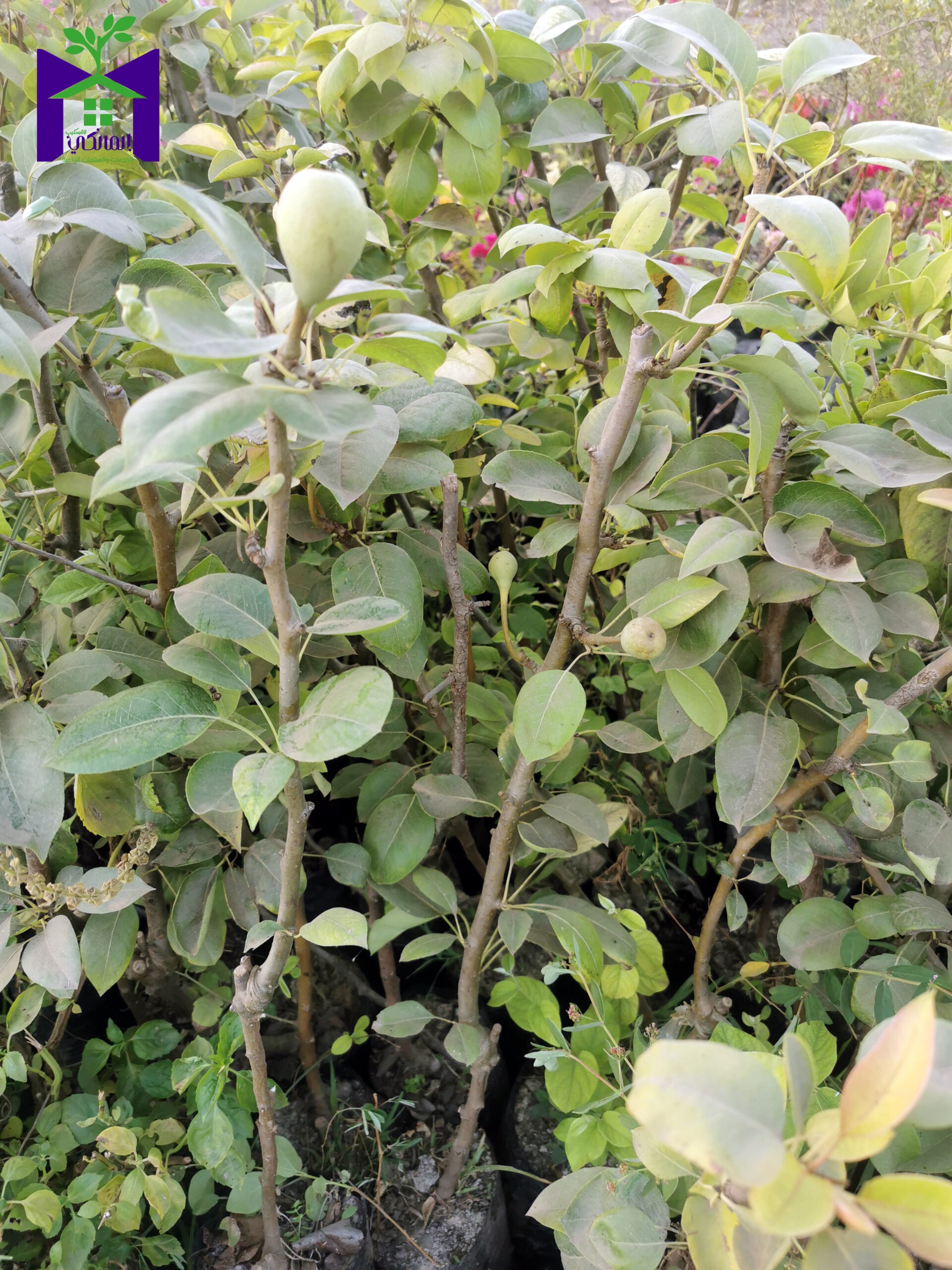 شجرة كمثرى عليها الثمار مقزمة بالتقليم، للزراعة في اصيص أو في الحديقة