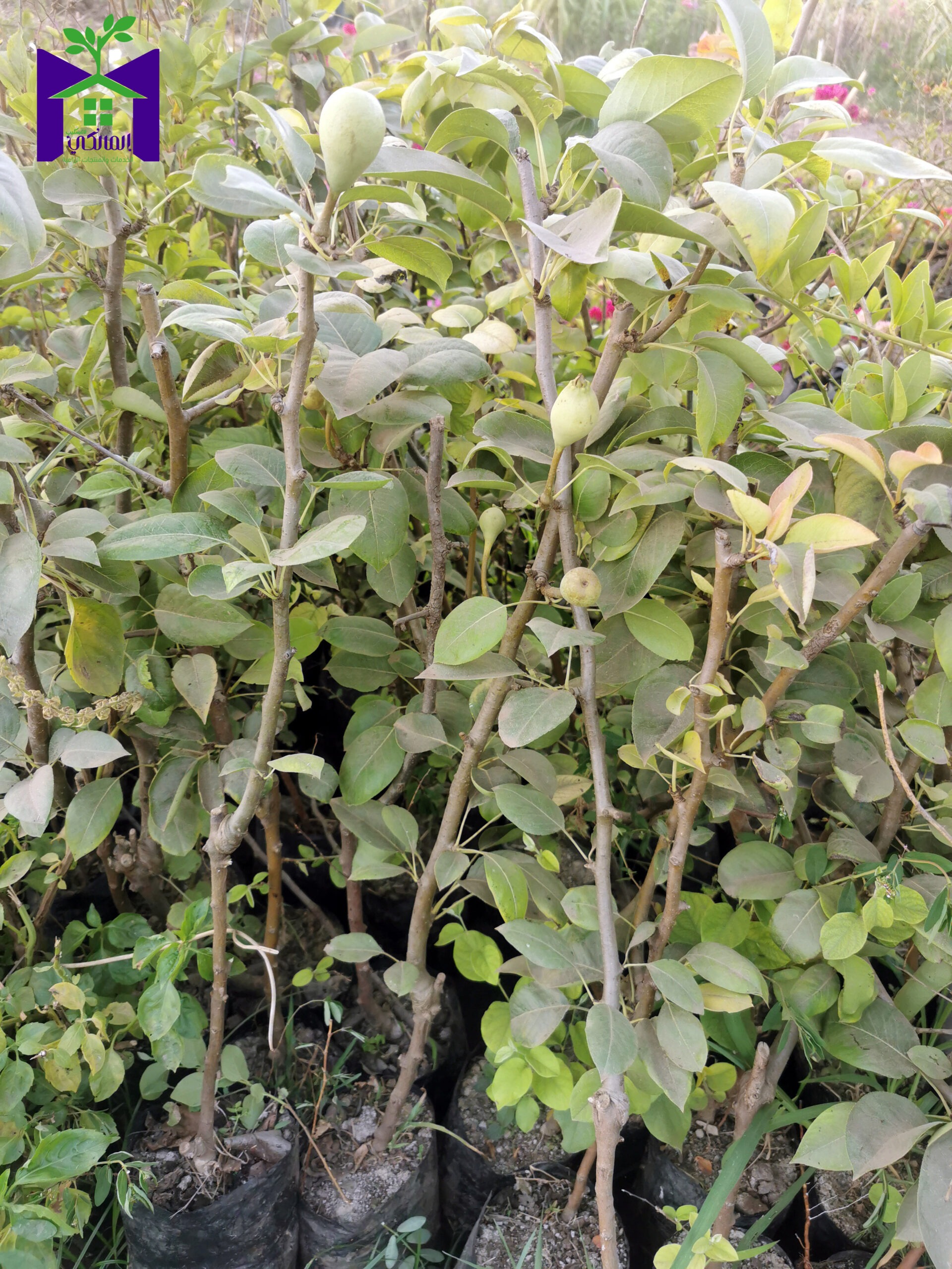 شجرة كمثرى عليها الثمار مقزمة بالتقليم، للزراعة في اصيص أو في الحديقة - الصورة 4