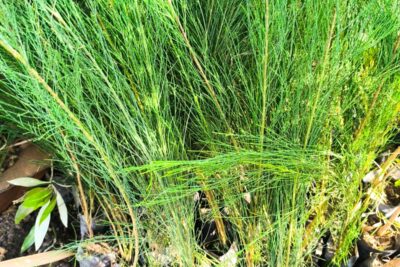 5 شجرة جازورين الكازورين