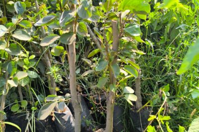 شجرة كاكا مقزمة سميكة للزراعة في البلكونات والحدائق