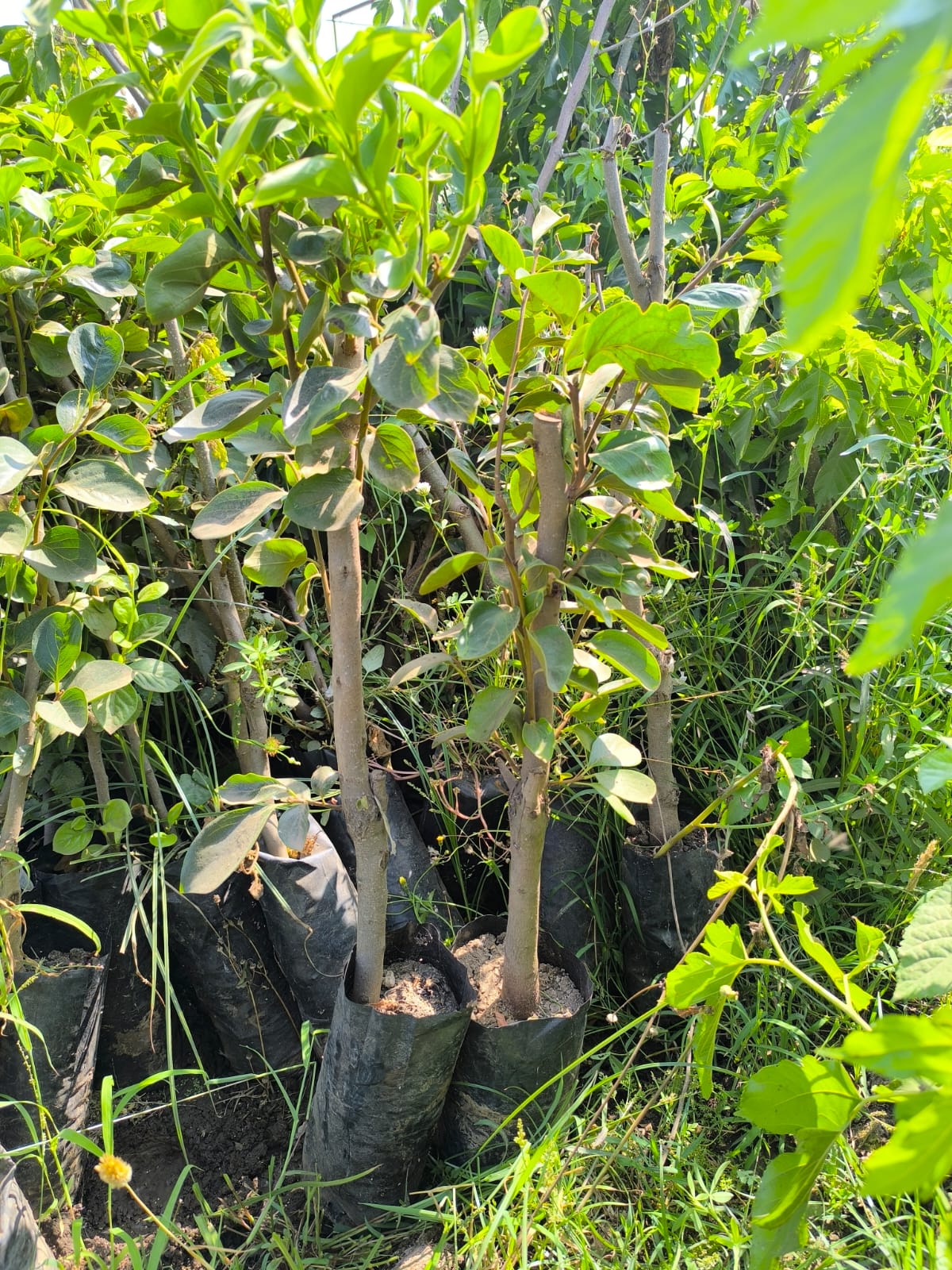 شجرة كاكا مقزمة سميكة للزراعة في البلكونات والحدائق