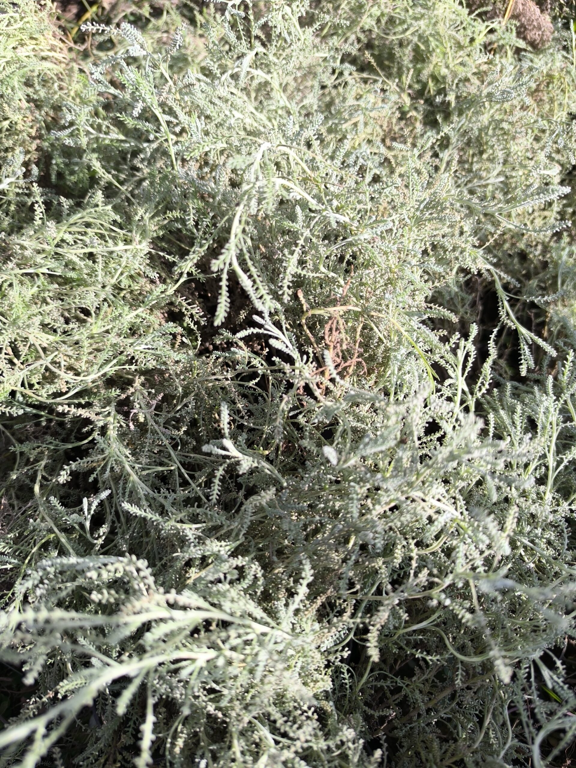 ٥ شتلات شيح للزراعة المنزلية - الصورة 2