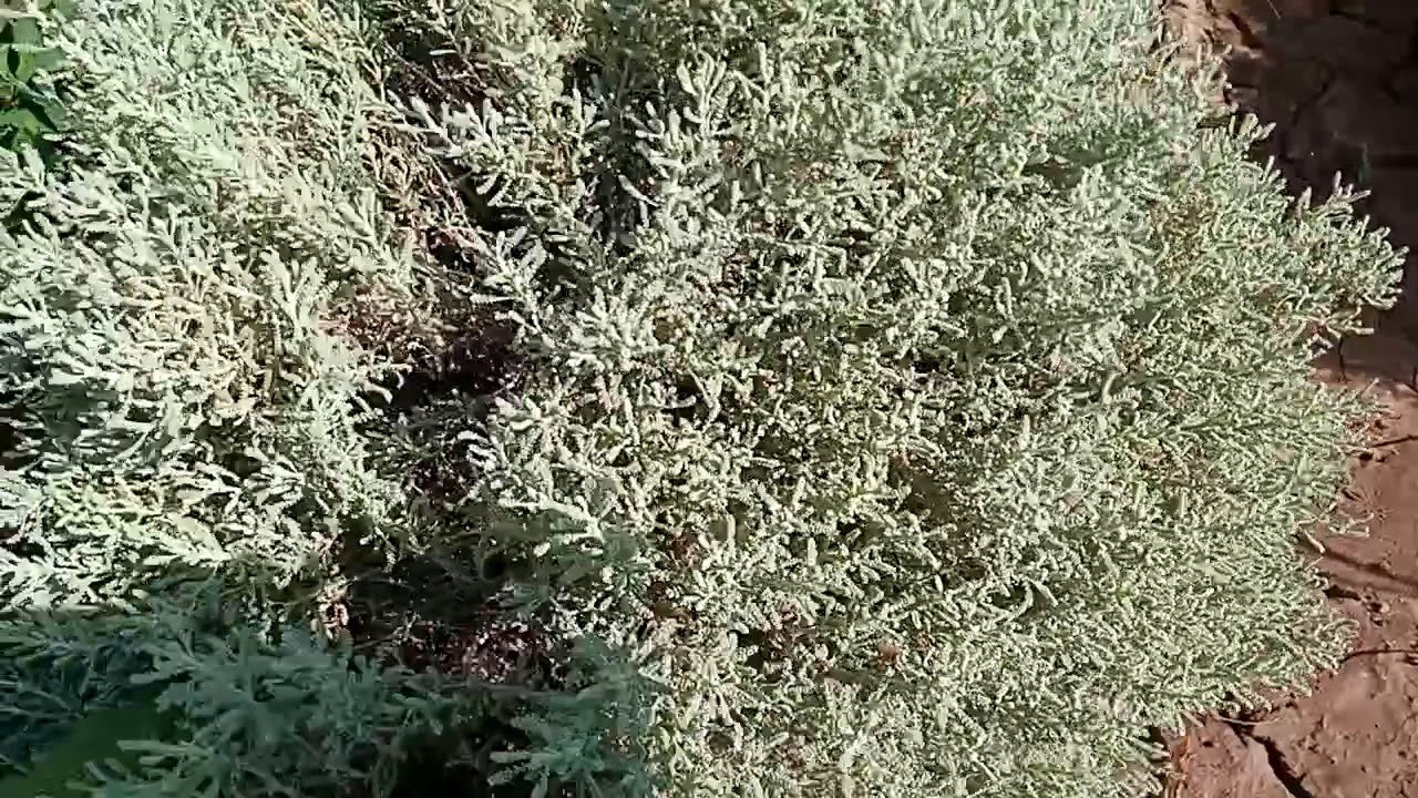 ٥ شتلات شيح للزراعة المنزلية - الصورة 4