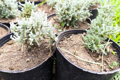 ٥ شتلات شيح للزراعة المنزلية