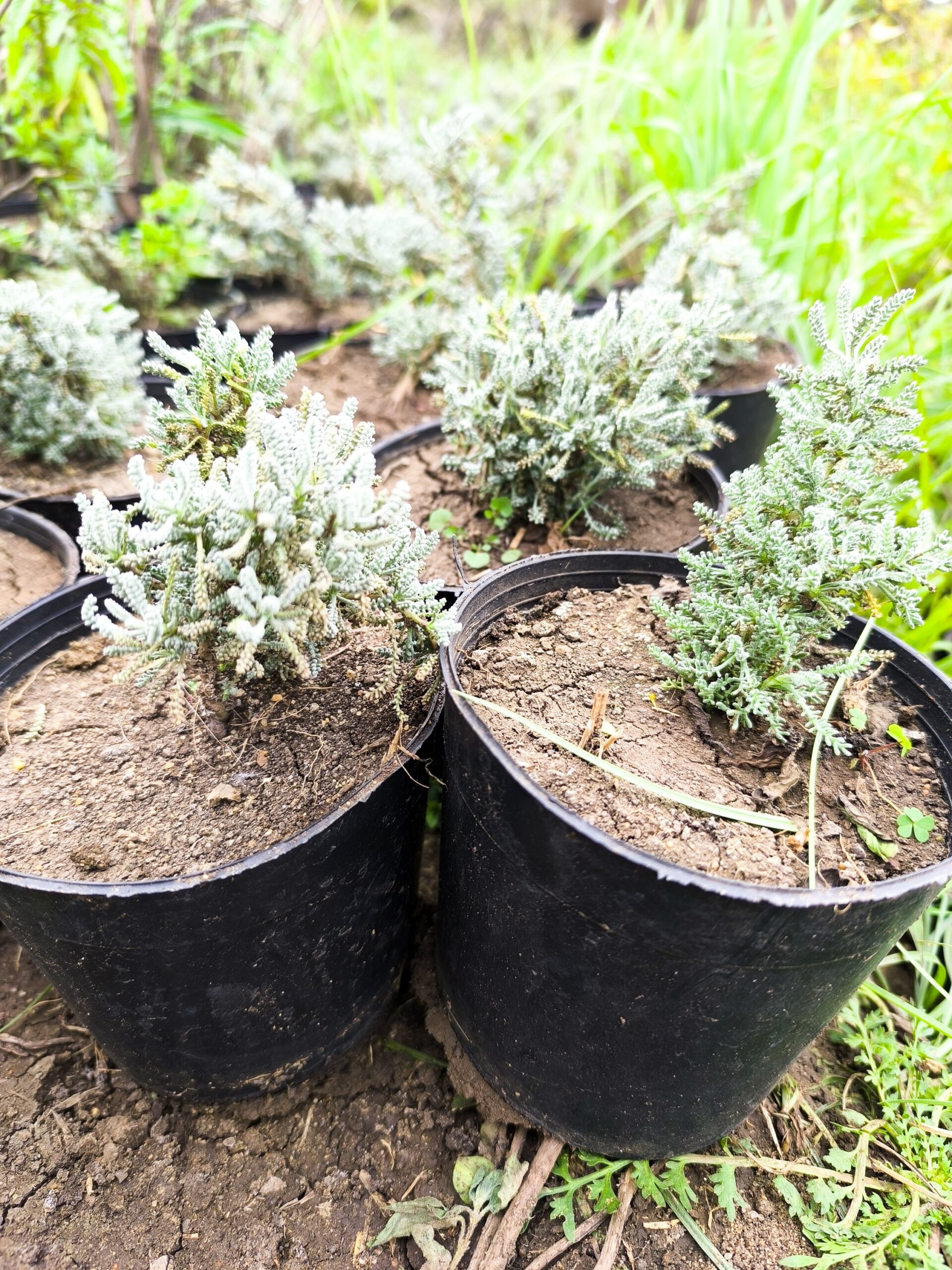 ٥ شتلات شيح للزراعة المنزلية