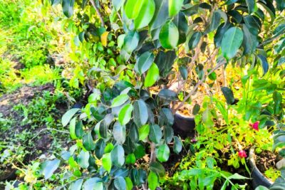 شجيرة فيكس بنجامينا طبيعية نبات حي لإضافة اللمسات الخضراء داخل المنازل والشركات والبنوك ومداخل العمارات والحديقة المنزلية مظهر جميل