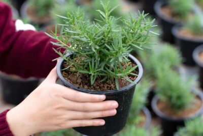 مجموعة شتلة روزماري مع 3 شتلات النعاع