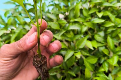 50 شتلة خضار متنوعة