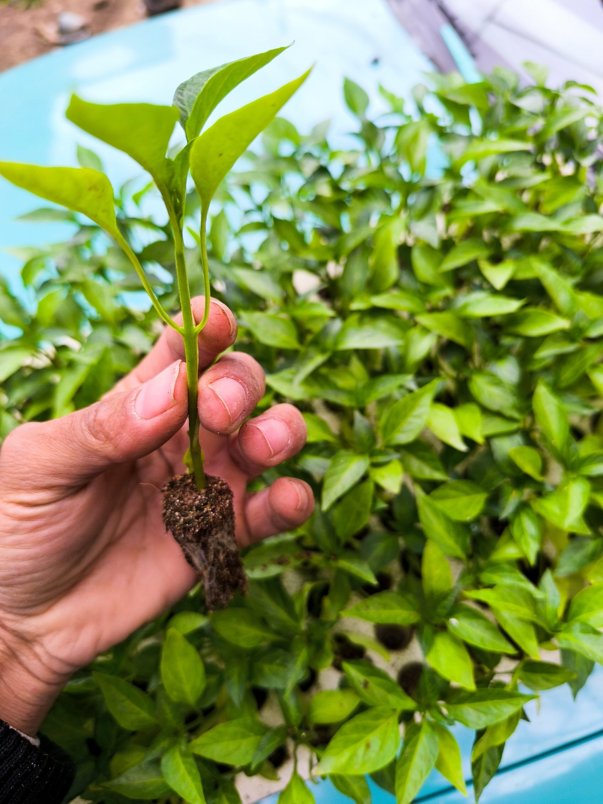 50 شتلة خضار متنوعة