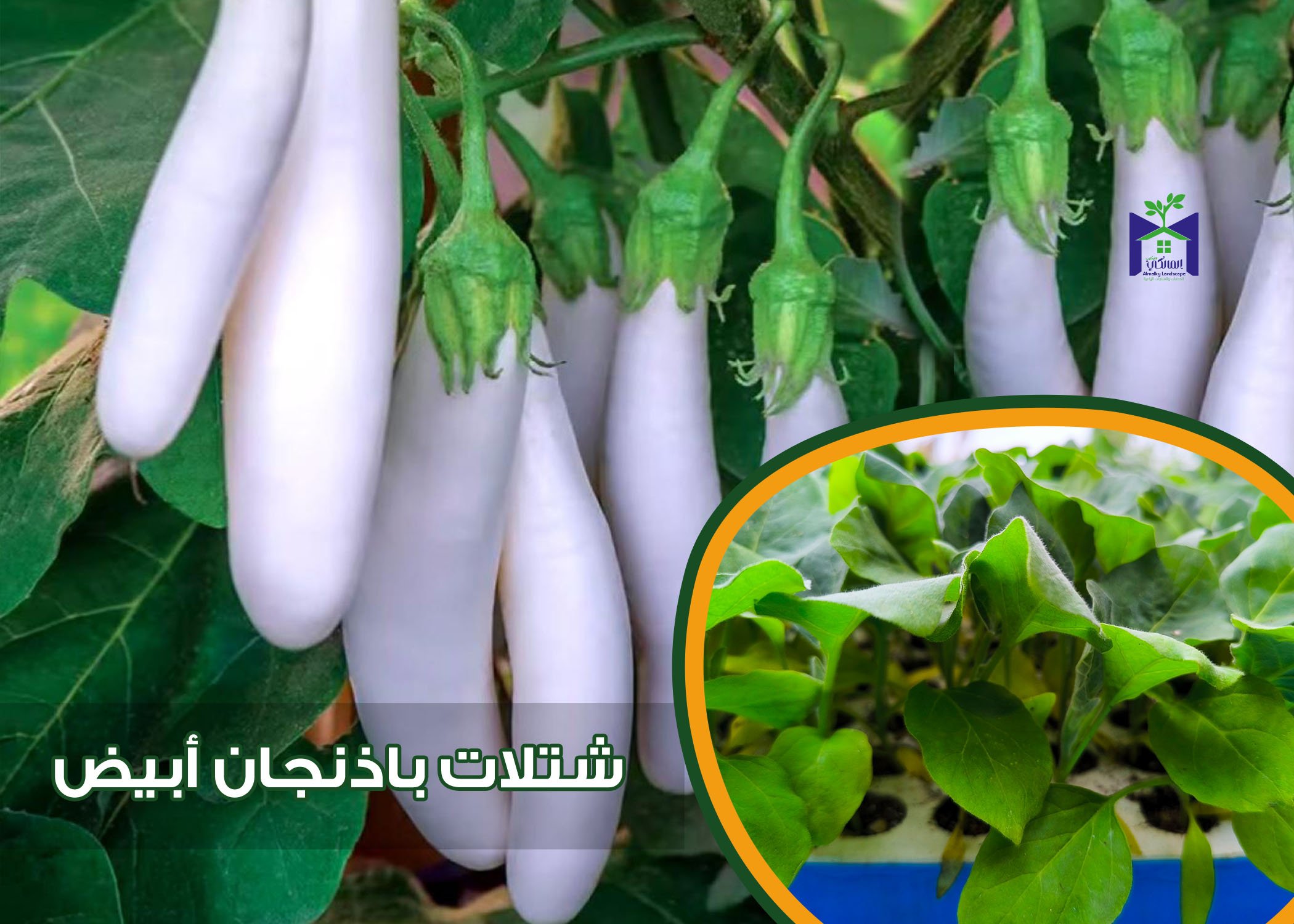 50 شتلة خضار متنوعة - الصورة 6