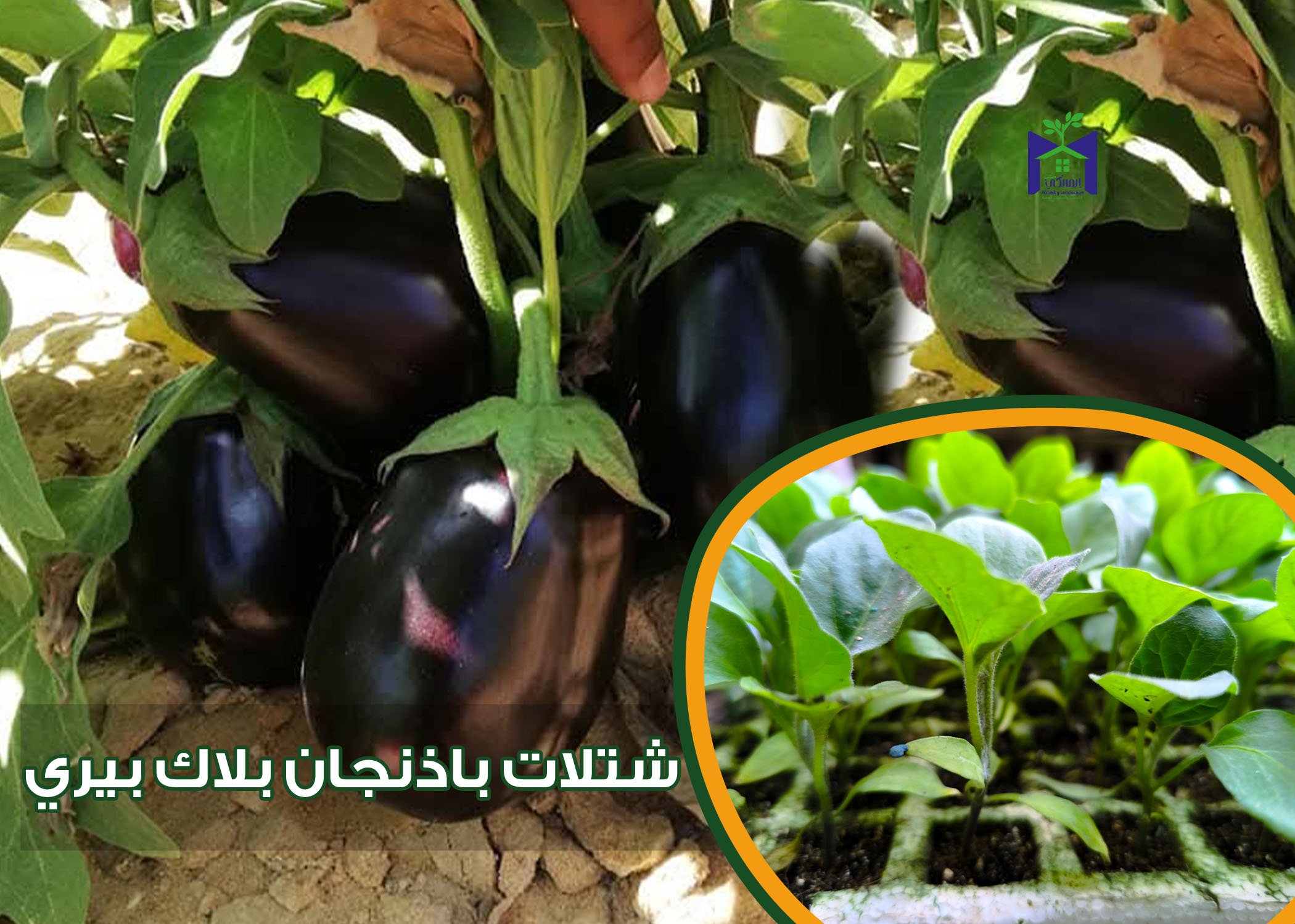 50 شتلة خضار متنوعة - الصورة 5