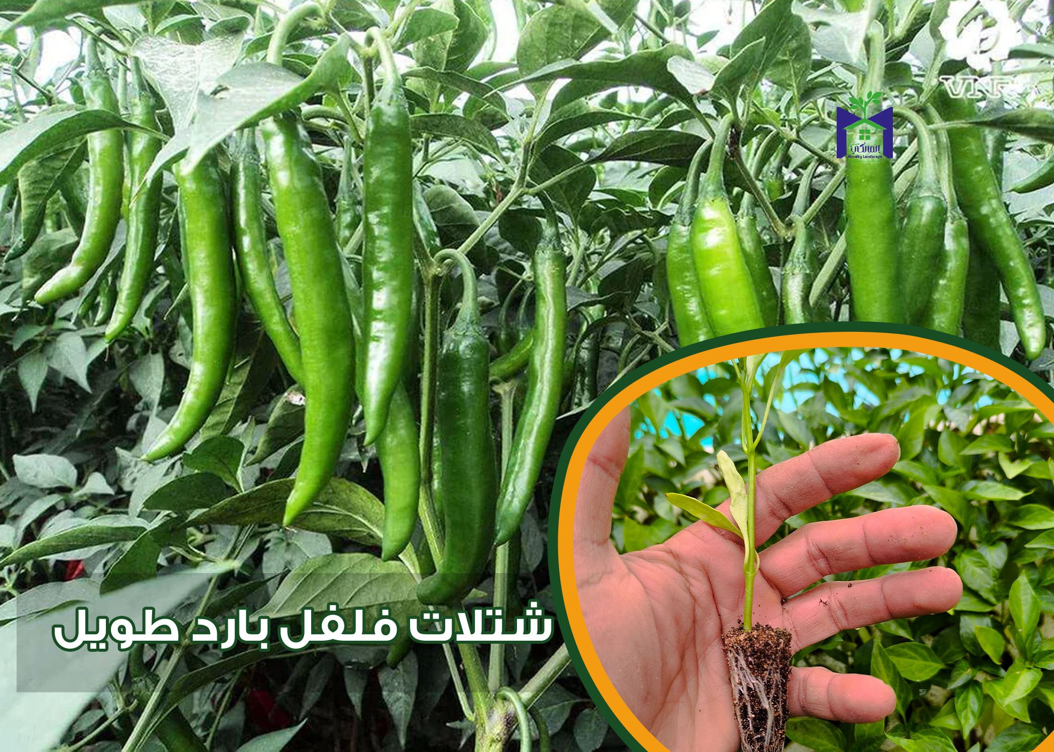 50 شتلة خضار متنوعة - الصورة 4