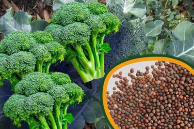 بذور بروكلي عالية الجودة للزراعة المنزلية في البلكونات والحدائق 50 جرام