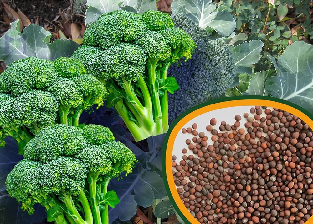 بذور بروكلي عالية الجودة للزراعة المنزلية في البلكونات والحدائق 50 جرام