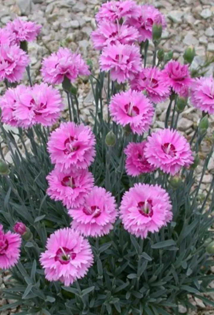 5 شتلات قرنفل بلدي أزهارها برائحة عطرة للزراعة في البلكونة والحديقة - الصورة 7