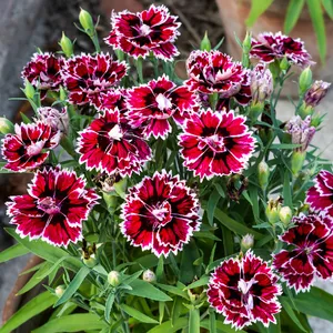 5 شتلات قرنفل صيني مزهرة للزراعة في البلكونة والحديقة - الصورة 6