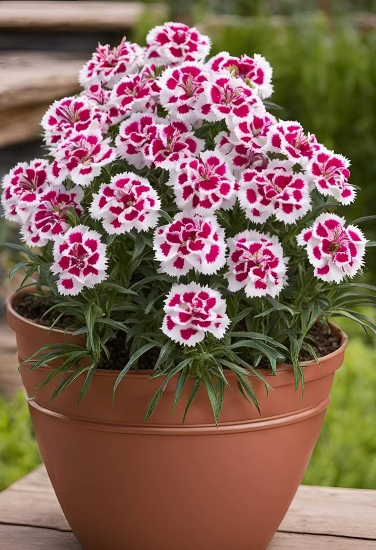 5 شتلات قرنفل صيني مزهرة للزراعة في البلكونة والحديقة - الصورة 5