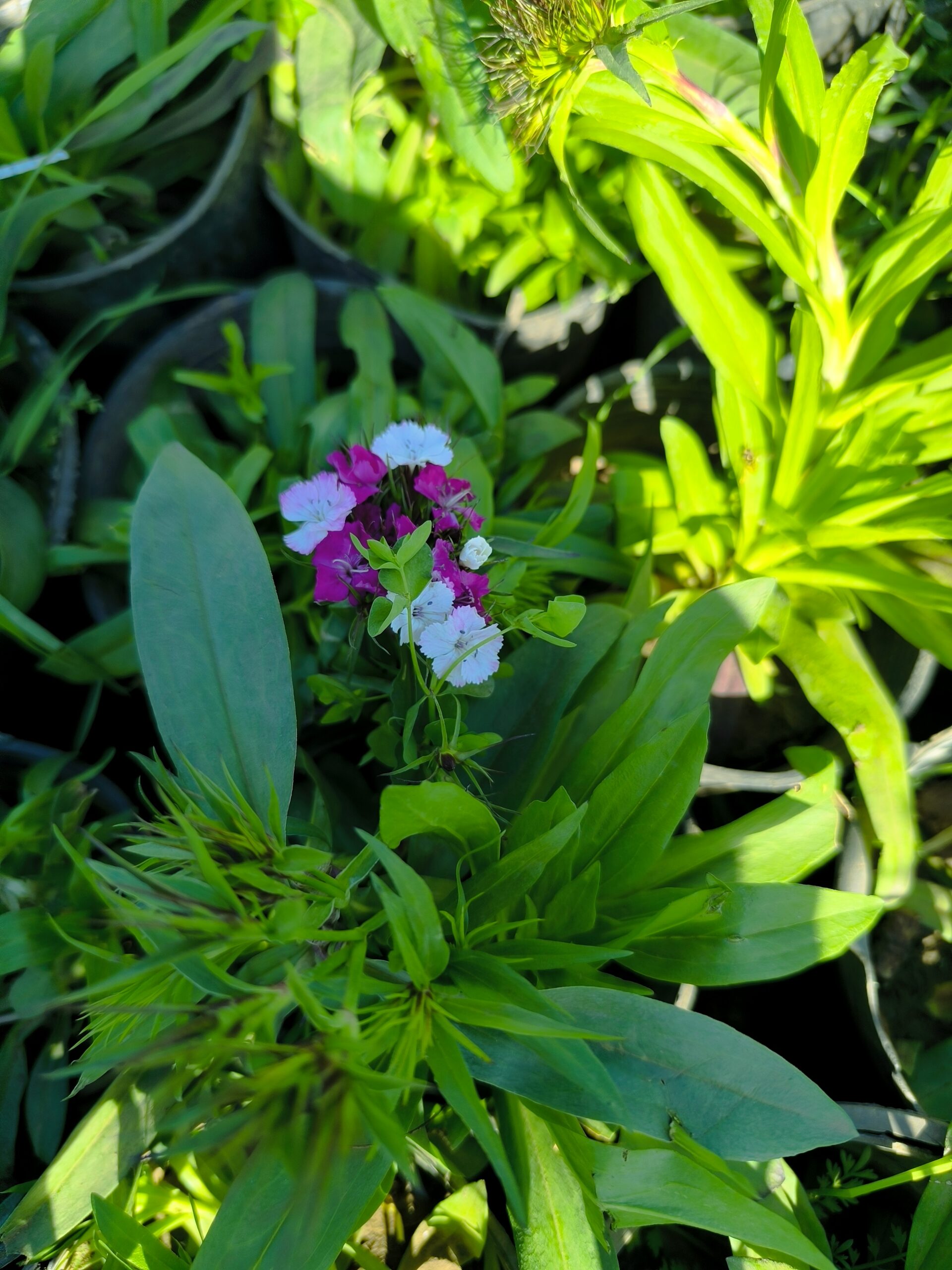 5 شتلات قرنفل صيني مزهرة للزراعة في البلكونة والحديقة - الصورة 4