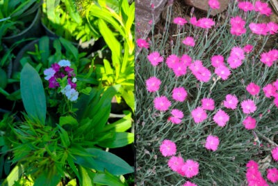 2 شتلات قرنفل صيني مع 2 شتلات قرنفل بلدي ذو الرائحة العطرية الفواحة للزراعة في البلكونة والحديقة