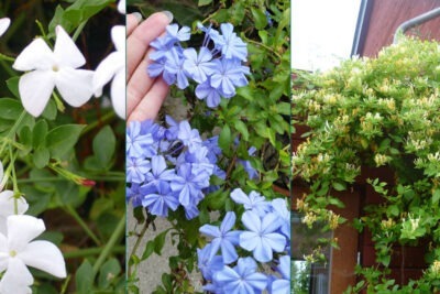 مجموعة ياسمين بلدي وياسمين عراقي وياسمين أزرق الياسمين المتسلق