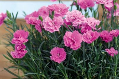 5 شتلات قرنفل بلدي أزهارها برائحة عطرة للزراعة في البلكونة والحديقة