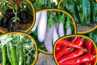 مجموعة 25 شتلة خضار من شطة حارة وشطة باردة والباذنجان الأبيض الطويل والباذنجان الأسود والفلفل الرومي للزراعة المزلية في الحديقة والبلكونة وأسطح المنازل والأراضى