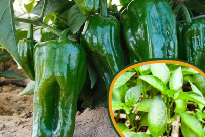 شتلات الفلفل المصري 20 شتلة للزراعة المنزلية في اصيص في البلكونة وعلى أسطح المنازل وفي الحديقة والحقول الزراعية