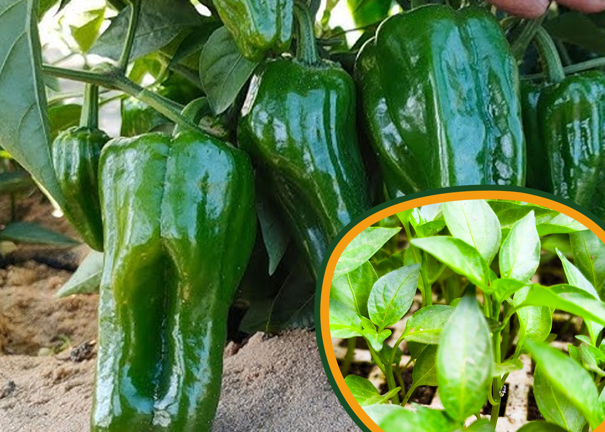 شتلات الفلفل المصري 20 شتلة للزراعة المنزلية في اصيص في البلكونة وعلى أسطح المنازل وفي الحديقة والحقول الزراعية