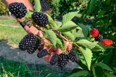 2 توت بلاك بيري متسلق بأشواك