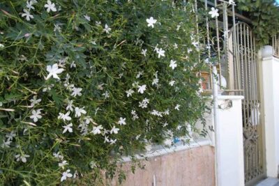 5 ياسمين بلدي متسلق له أزهار عطرية فواحة