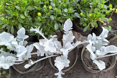 3 نباتات من الشرانيا الفضي أو الزناريا من أجمل النباتات المعمرة للبلكونات والحديقة