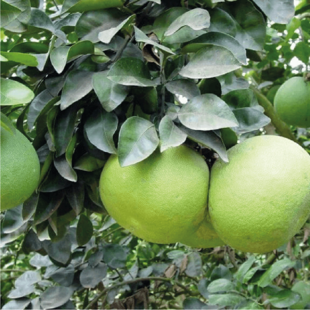 ليمون بوملي - الصورة 6