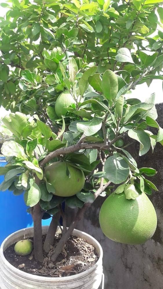 ليمون بوملي - الصورة 3